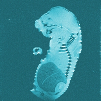 mouse embryo